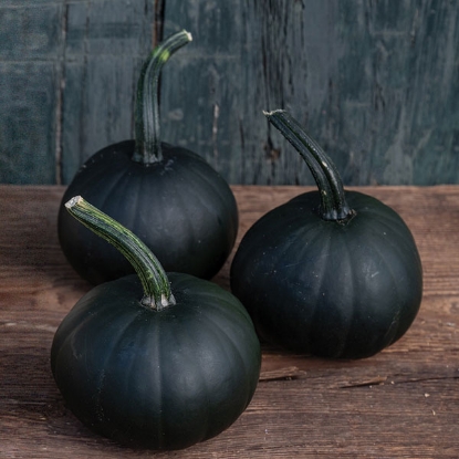 Picture of Pumpkin Morticia (Tz1910) F1